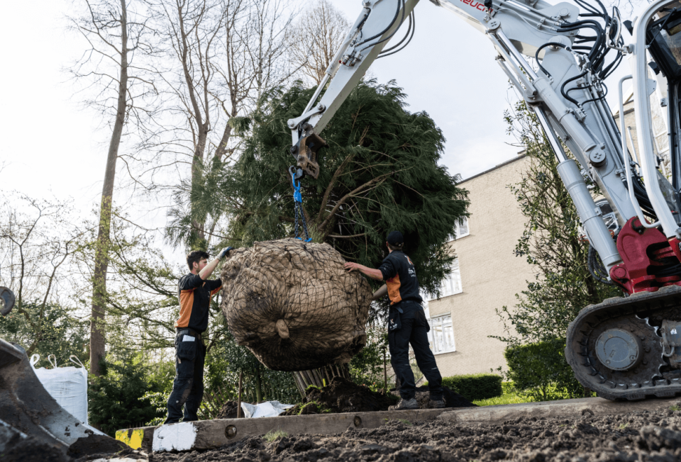 Diverse bomen plaatsen in tuinen en buitenruimtes
