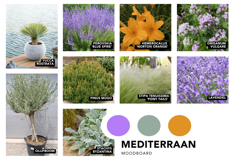 Moodboard voor een mediterrane border tuin met lavendel en olijfbomen