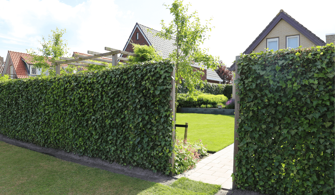 Tuin afscheiding: 5 alternatieven voor een schutting