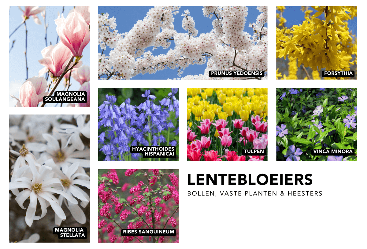 lenteloeiers magnolia prunus en bloesembomen