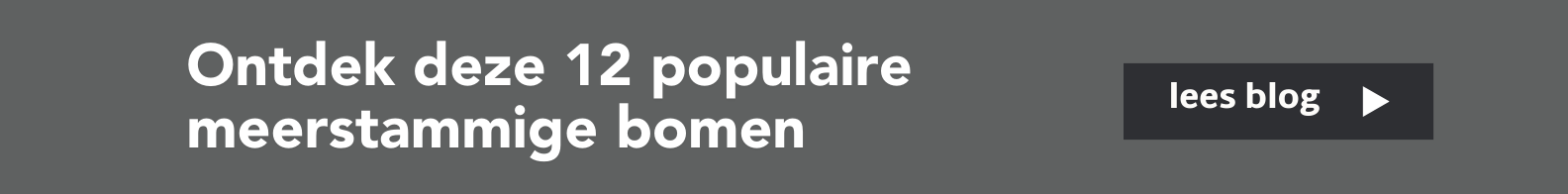 Meerstammige bomen banner