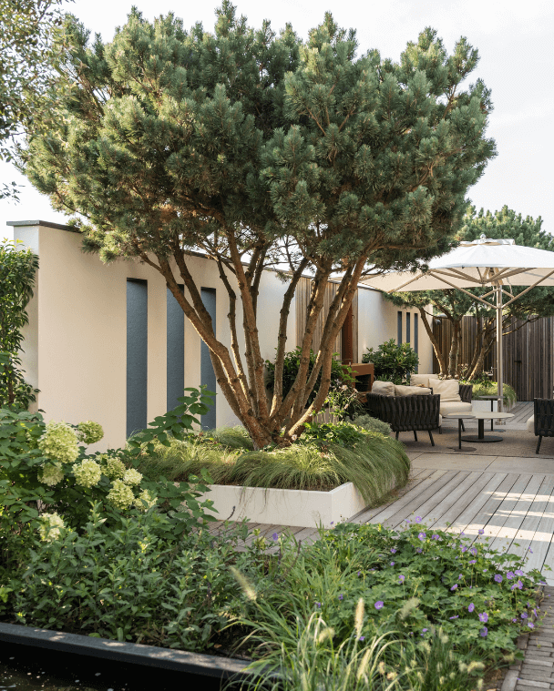 Meerstammige pinus in tuin met moderne tuinarchitectuur