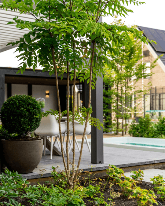 Meerstammige boom in moderne achtertuin