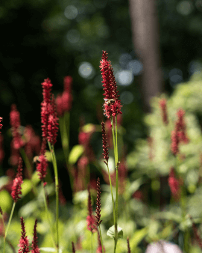persicaria amplexicaulis gezellige groene achtertuin in zeist