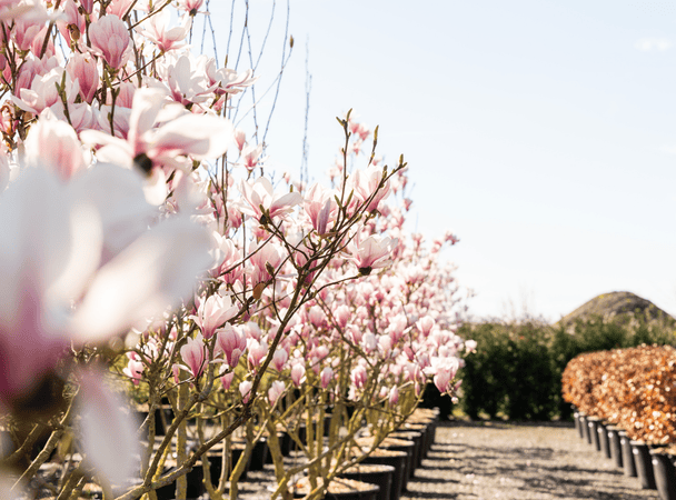 Vdkvdw meerstammige bomen magnolia (2)